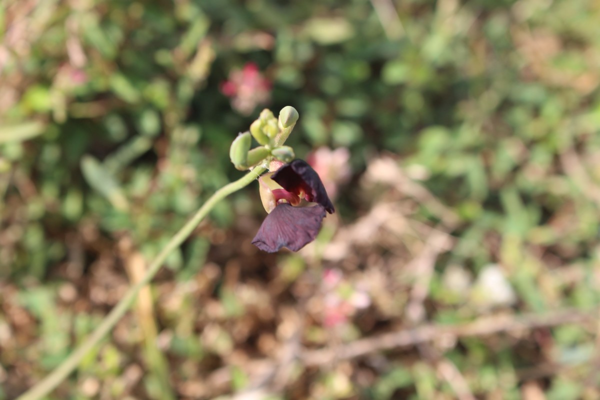 Macroptilium atropurpureum (DC.) Urb.